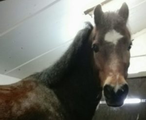 Sjimmie manegepaard van manege de baarshoeve in zantvoort paardenrusthuis