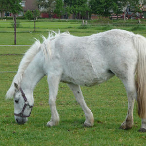 Truffel van Manege Ponyclub `t Landje te Amsterdam nu bij paardenpensioen